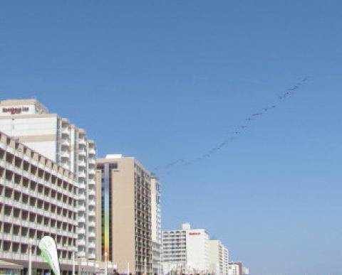 A flock of pelicans flies over.